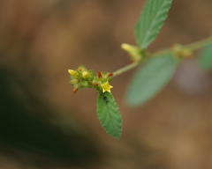 Malvaceae