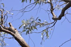 Corymbia gummifera