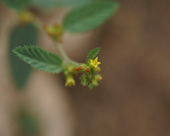 Malvaceae
