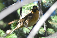 Prunella atrogularis huttoni