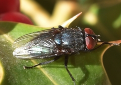 Protocalliphora azurea