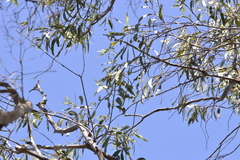 Corymbia gummifera