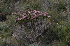 Melaleuca kybeliona
