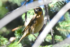 Prunella atrogularis huttoni