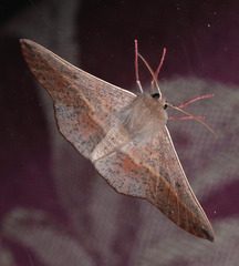 Antictenia punctunculus