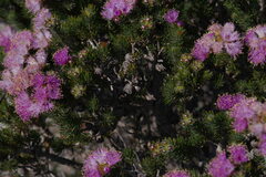 Melaleuca kybeliona
