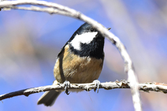 Periparus ater rufipectus