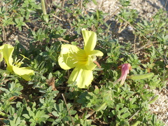 Oenothera humifusa