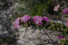 Melaleuca kybeliona