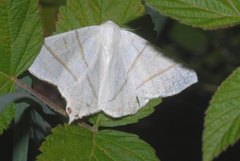 Ourapteryx sambucaria