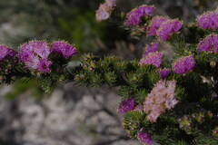 Melaleuca kybeliona