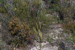 Patersonia occidentalis occidentalis