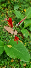 Canna indica