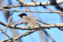 Prunella atrogularis huttoni