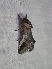 Diloba caeruleocephala