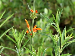 Leonotis leonurus