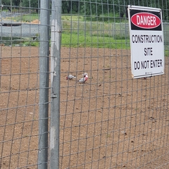 Eolophus roseicapilla