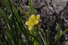 Conostylis aurea