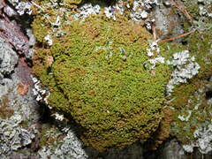 Ptilidium pulcherrimum