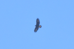 Aquila chrysaetos daphanea