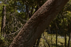Angophora costata