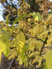 Platanus orientalis