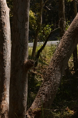 Angophora costata