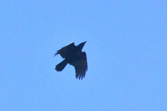 Corvus corone