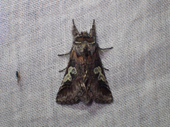 Diloba caeruleocephala