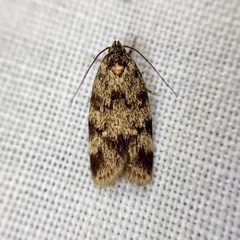 Barea eucapnodes