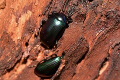 Chalcopteroides