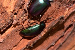Chalcopteroides