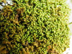 Ptilidium pulcherrimum