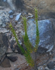 Microdon dubius
