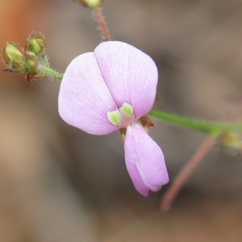Graham's ticktrefoil