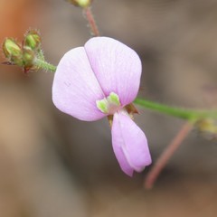 Desmodium grahamii