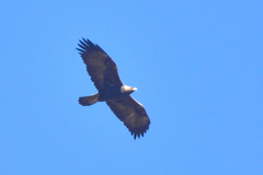 Aquila chrysaetos daphanea