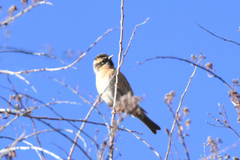Prunella atrogularis