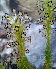 Microdon dubius