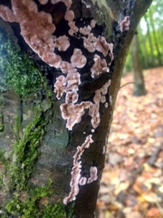 Corticium roseum