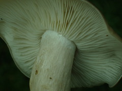Lyophyllum decastes
