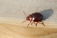 Chrysolina staphylaea