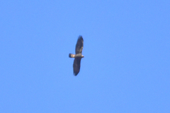 Aquila chrysaetos daphanea