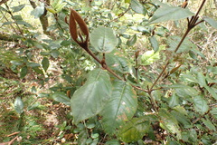 Trichocladus crinitus