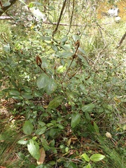 Trichocladus crinitus