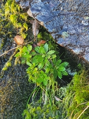 Micranthes stellaris