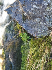 Micranthes stellaris