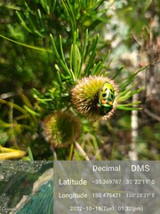 Scutiphora pedicellata