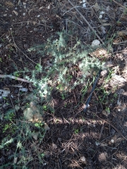 Asparagus acutifolius