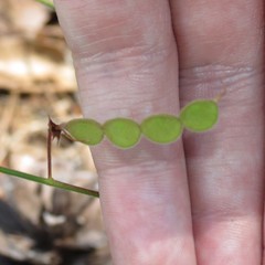 Desmodium grahamii